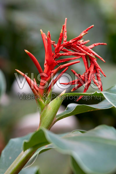Hedychium gardnerianum