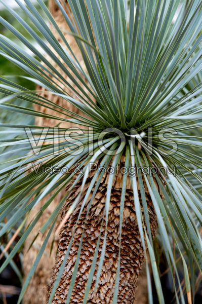 Yucca rostrata Yucca rostrata