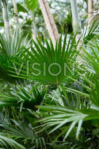 Livistona chinensis Livistona chinensis