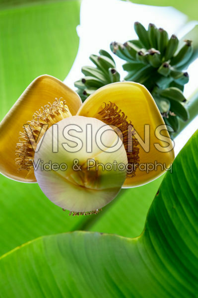 Musa x paradisiaca Musa x paradisiaca