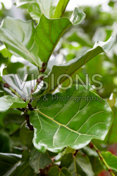 Ficus lyrata