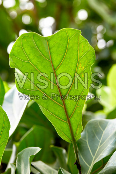 Ficus lyrata Ficus lyrata