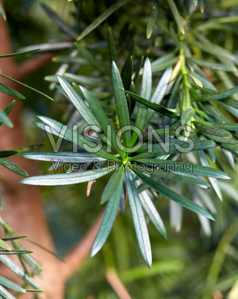 Podocarpus macrophyllus