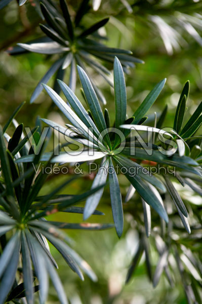 Podocarpus macrophyllus Podocarpus macrophyllus