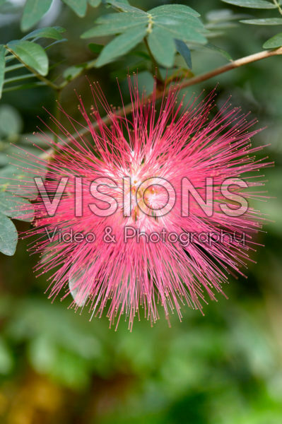 Calliandra houstoniana Calliandra houstoniana