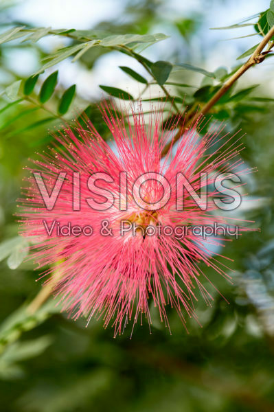 Calliandra houstoniana Calliandra houstoniana