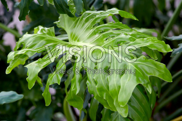 Philodendron Xanadu Philodendron Xanadu