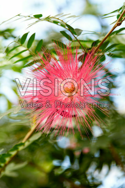 Calliandra houstoniana Calliandra houstoniana
