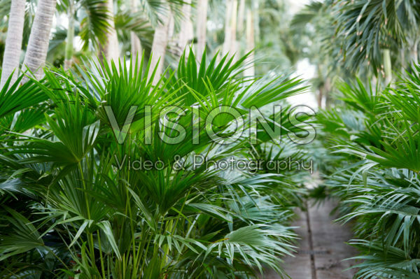 Livistona chinensis Livistona chinensis