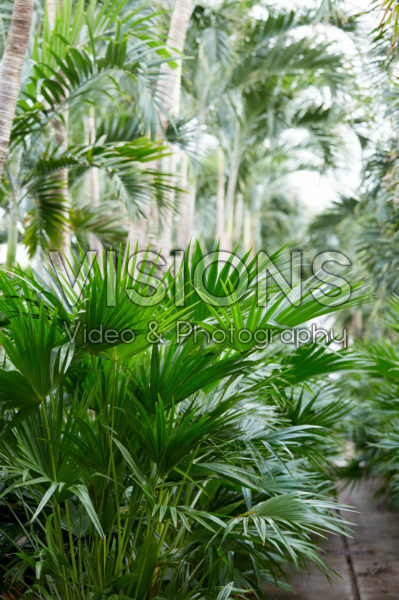 Livistona chinensis Livistona chinensis
