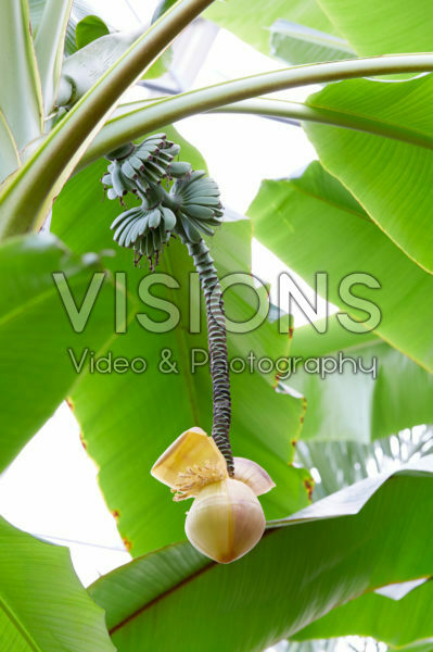 Musa x paradisiaca