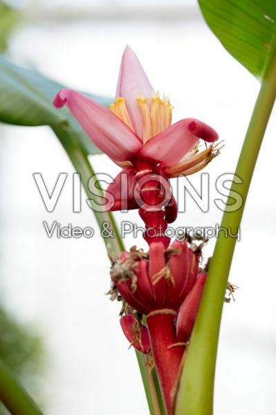 Musa x paradisiaca Musa x paradisiaca