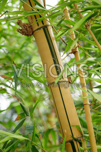 Bambusa vulgaris Bambusa vulgaris