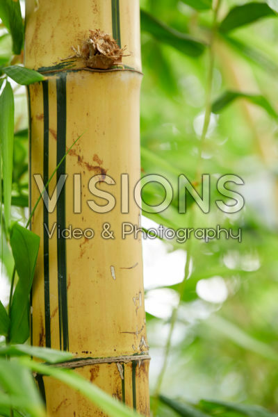 Bambusa vulgaris
