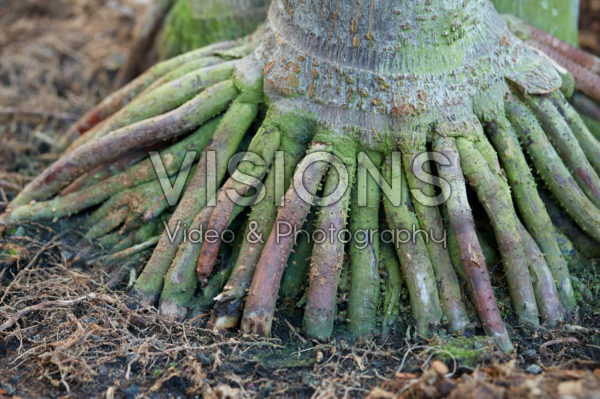 Areca catechu Areca catechu