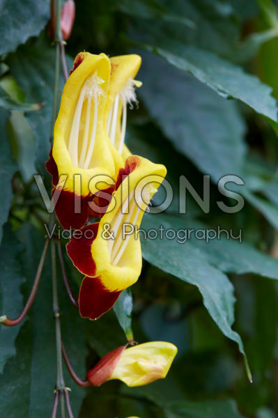 Thunbergia mysorensis