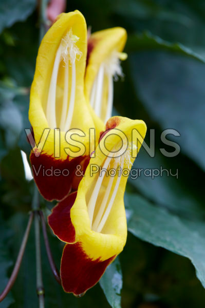 Thunbergia mysorensis