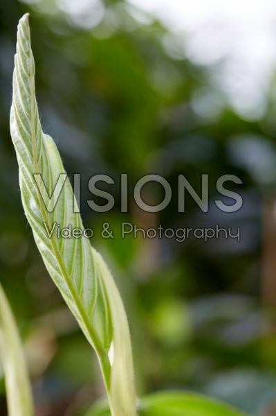 Anthurium Jungle King Anthurium Jungle King