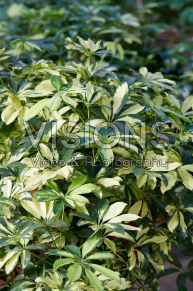 Schefflera Schefflera