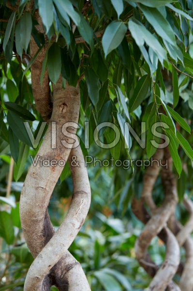 Ficus Amstel King