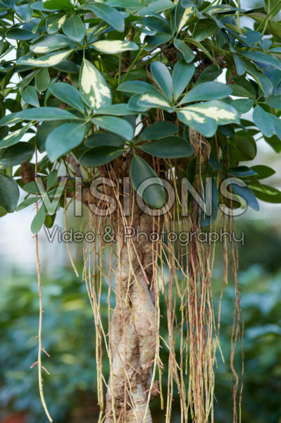 Schefflera Schefflera