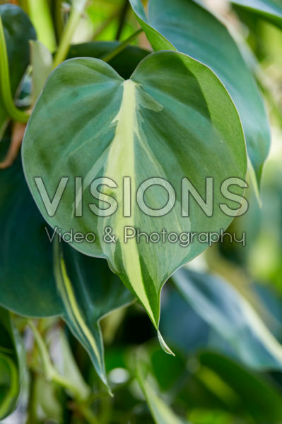 Philodendron scandens Brazil Philodendron scandens Brazil
