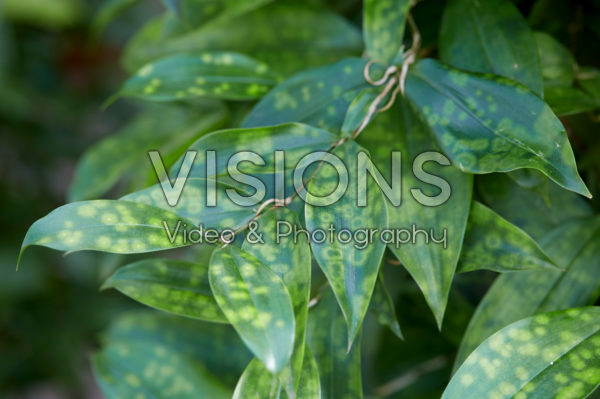 Dracaena surculosa Dracaena surculosa