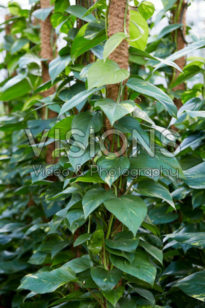 Philodendron scandens Brazil