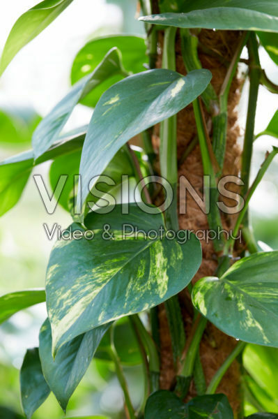 Philodendron scandens Brazil Philodendron scandens Brazil