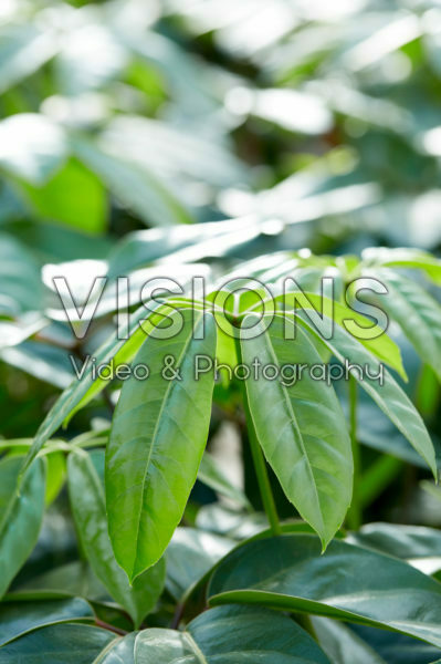 Schefflera Amate Schefflera Amate