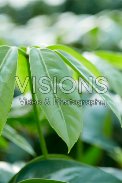 Schefflera Amate Schefflera Amate