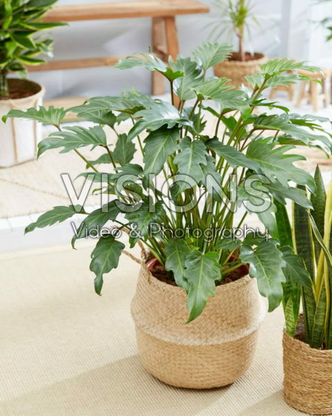 Philodendron Xanadu