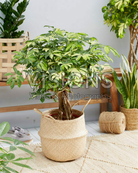Schefflera arboricola Gold Capella Schefflera arboricola Gold Capella