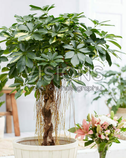 Schefflera Schefflera