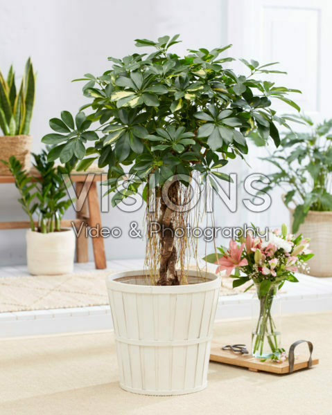 Schefflera arboricola Gold Capella Schefflera arboricola Gold Capella