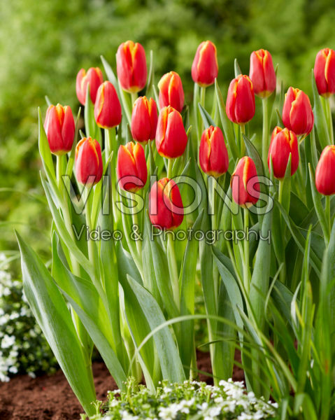 Tulipa Choice Tulipa Choice