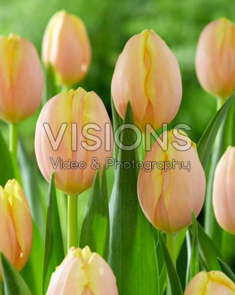 Tulipa Mango Charm Tulipa Mango Charm