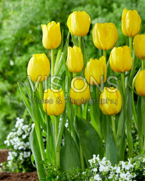Tulipa Fort Knox Tulipa Fort Knox
