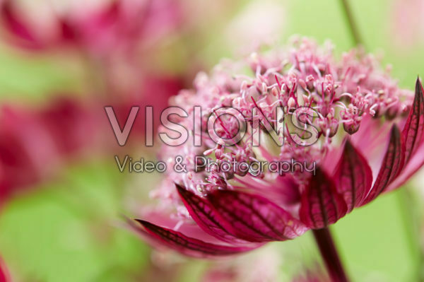 Astrantia flower Astrantia flower