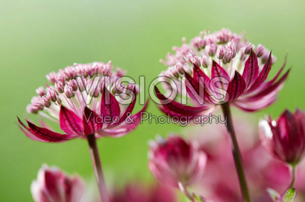 Astrantia bloemen Astrantia bloemen