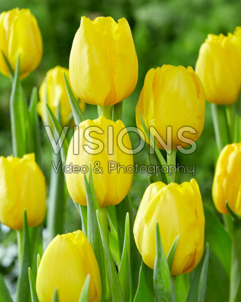 Tulipa Fort Knox Tulipa Fort Knox