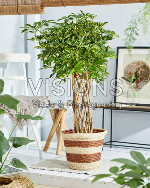 Schefflera arboricola Gold Capella Schefflera arboricola Gold Capella