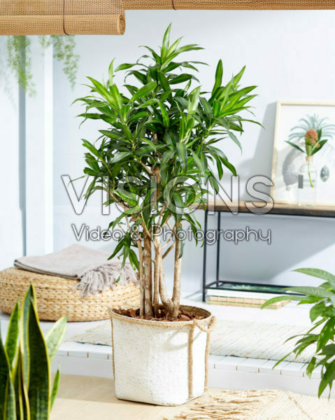 Dracaena Golden Coast Dracaena Golden Coast