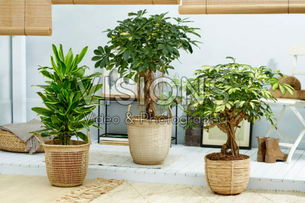 Kamerplanten collectie Kamerplanten collectie