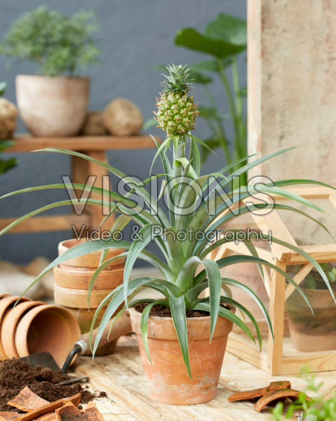 Bromelia Ananas