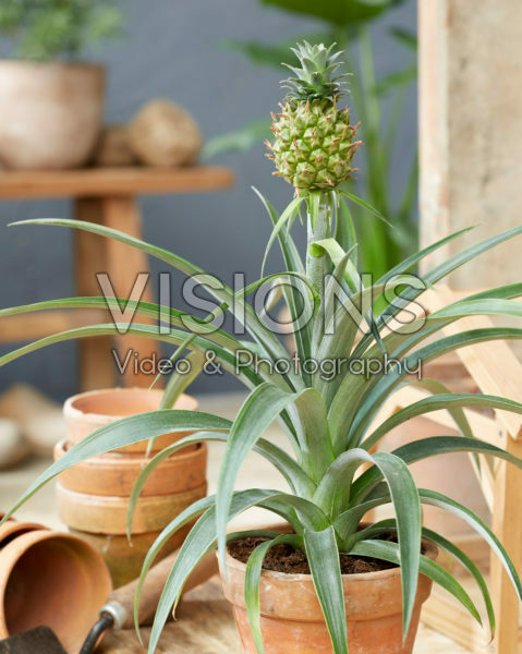 Bromelia Ananas