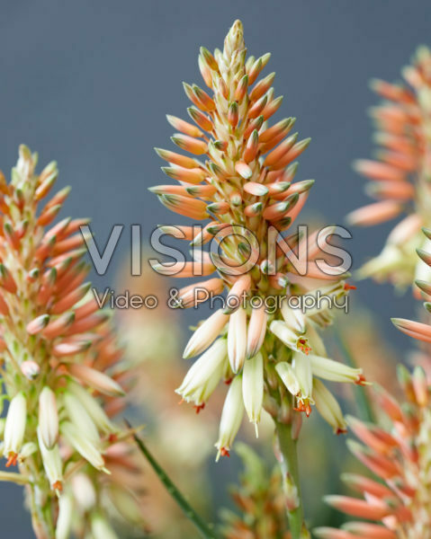 Aloe Safari Sunrise Aloe Safari Sunrise