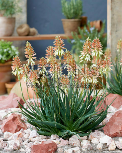 Aloe Safari Sunrise