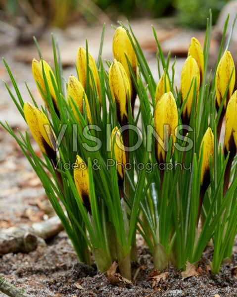 Crocus korolkowii Crocus korolkowii