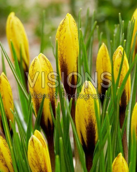 Crocus korolkowii Crocus korolkowii
